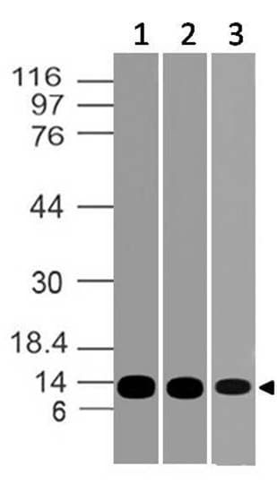 CYCS / Cytochrome c Antibody (clone ABM30D4)