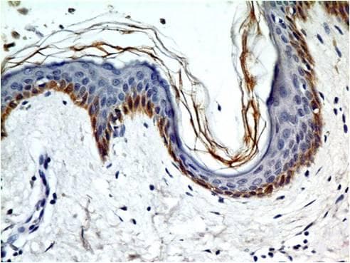 TLR5 Antibody (Azide-free)