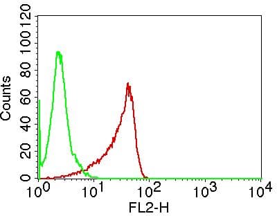 Monoclonal Mouse anti-Human RORC / ROR Gamma Antibody (WB)