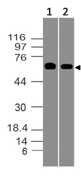 Monoclonal Mouse anti-Human CD80 Antibody (WB)