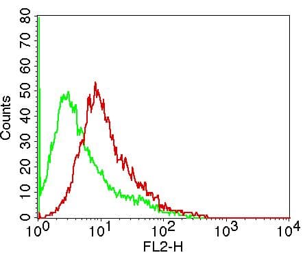 Monoclonal Mouse anti-Human CD80 Antibody (WB)