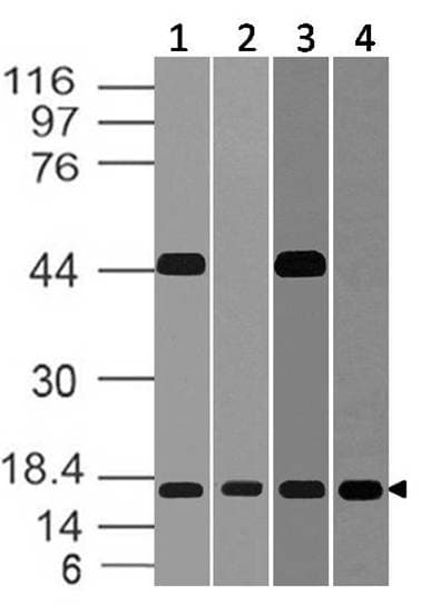 Monoclonal Mouse anti-Rat BST2 Antibody (WB)