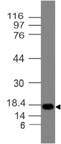 Monoclonal Mouse anti-Rat BST2 Antibody (WB)