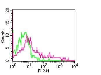 HLA DP Antibody