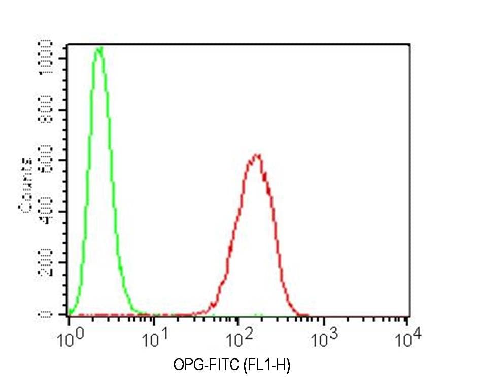 Monoclonal Mouse anti-Human OPG / Osteoprotegerin Antibody (WB)