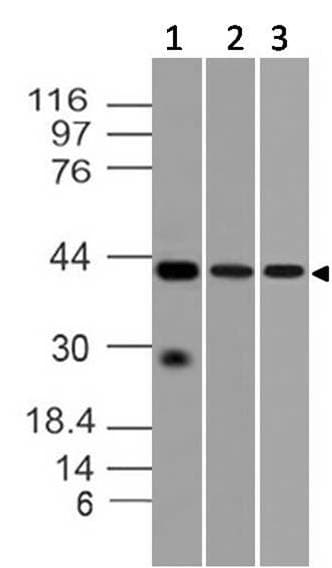 Monoclonal Mouse anti-Mouse DFFB Antibody (WB)