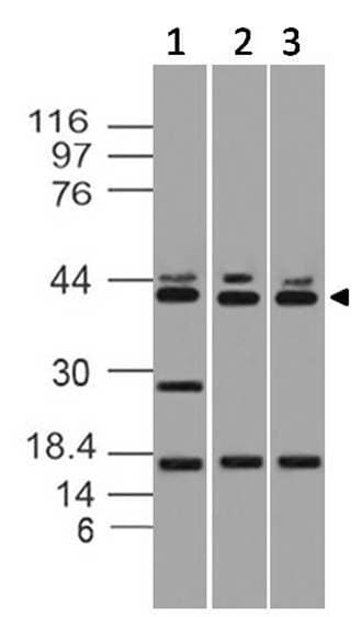 Monoclonal Mouse anti-Mouse DFFB Antibody (WB)