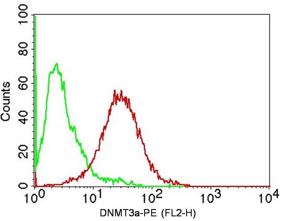 Monoclonal Mouse anti-Human DNMT3A Antibody (WB)