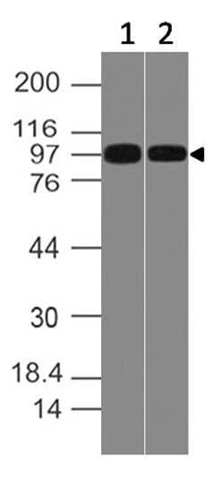 Monoclonal Mouse anti-Human MME / CD10 Antibody (IHC, WB)