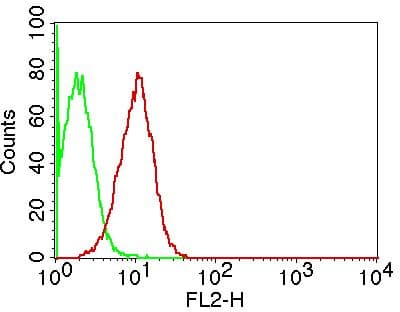 Monoclonal Mouse anti-Human ALDH1A1 / ALDH1 Antibody (WB)