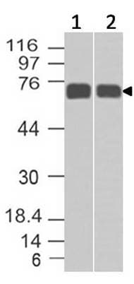 Monoclonal Mouse anti-Human MMP2 Antibody (WB)