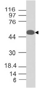 Monoclonal Mouse anti-Human PAX8 Antibody (WB)