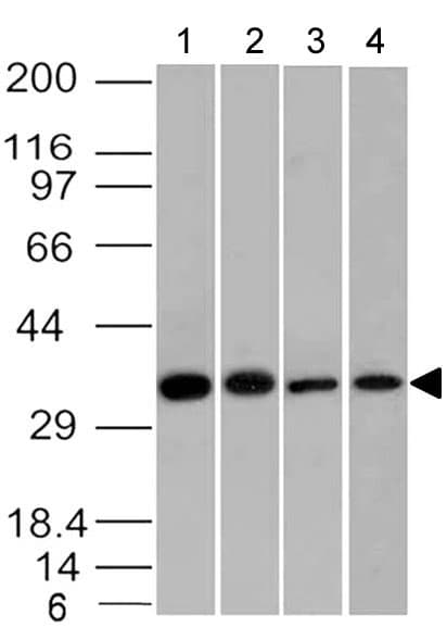 Monoclonal Rabbit anti-Human EPCAM Antibody (WB)