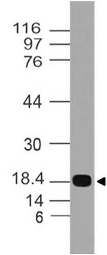 Monoclonal Mouse anti-Human MSI1 / Musashi 1 Antibody (WB)