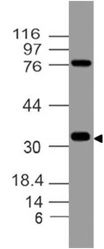 Monoclonal Mouse anti-Human VSIR / GI24 / VISTA Antibody (WB)