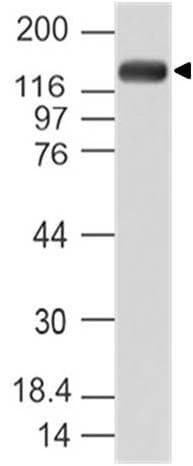 Polyclonal Rabbit anti-Human PER1 Antibody (aa1000-1200, WB)