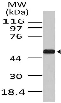 APG4B / ATG4B Antibody (aa1-300)