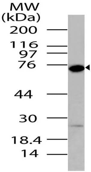 Polyclonal Rabbit anti-Human DDX4 / VASA Antibody (aa500-724, WB)