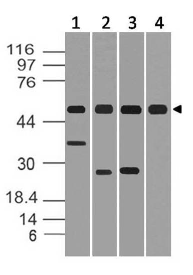 Polyclonal Rabbit anti-Human NFKB1 / NF-Kappa-B Antibody (WB)