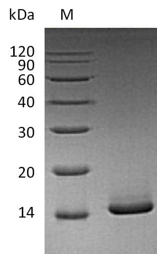Mouse CSF2 / GM-CSF Protein (Recombinant)