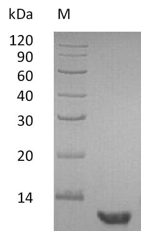 Human EGF Protein (Recombinant)