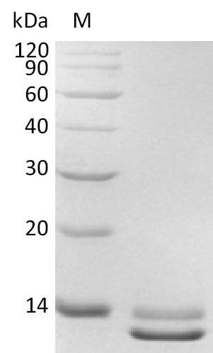 Human TGFB3 / TGF Beta3 Protein (Recombinant)