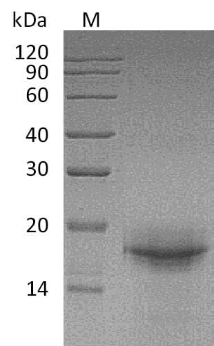 Mouse IL-33 Protein (Recombinant)