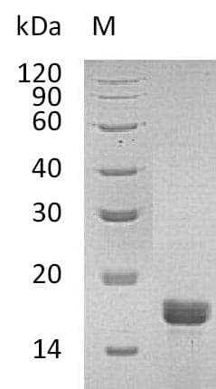 Mouse IL2 Protein (Recombinant)