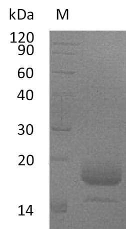 Mouse IL4 Protein (Recombinant 6His, C-terminus)