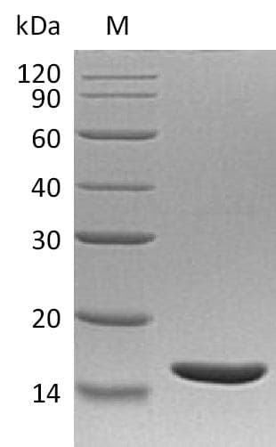 Human LTA / TNF Beta Protein (Recombinant)