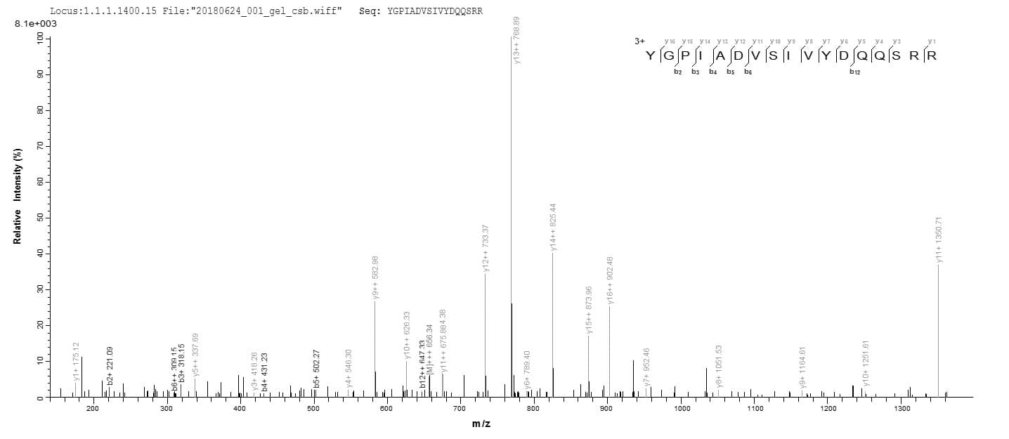 Human TRA2B / SFRS10 Protein (Recombinant 6His-SUMO, N-terminus)
