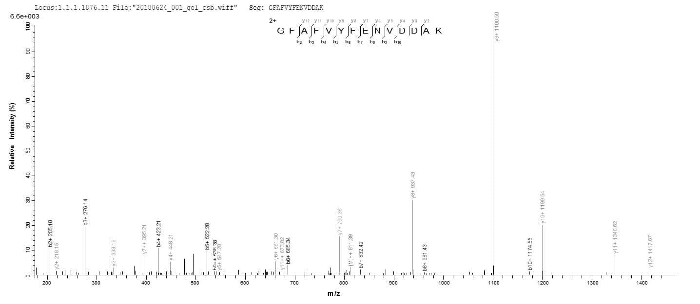 Human TRA2B / SFRS10 Protein (Recombinant 6His-SUMO, N-terminus)