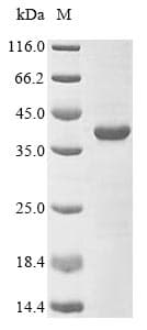 Staphylococcus epidermidis sepA Protein (Recombinant 10His, N-terminus + Myc, C-terminus)