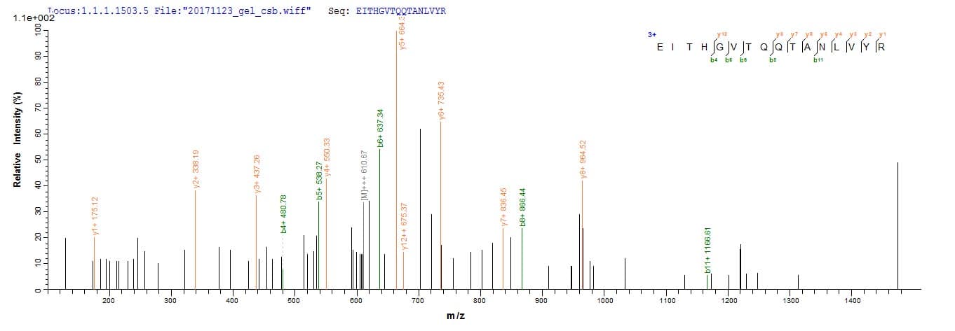 Staphylococcus epidermidis sepA Protein (Recombinant 10His, N-terminus + Myc, C-terminus)