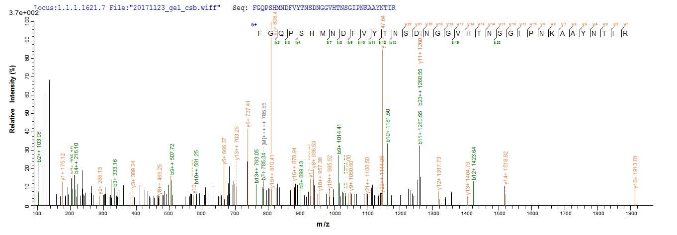 Staphylococcus epidermidis sepA Protein (Recombinant 10His, N-terminus + Myc, C-terminus)