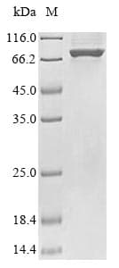 E. coli uvrD Protein (Recombinant)