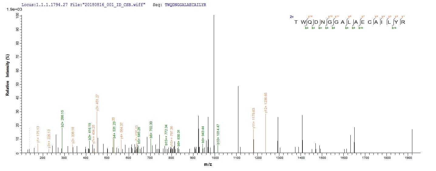E. coli uvrD Protein (Recombinant)