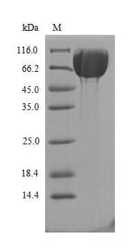 Rat CRY2 Protein (Recombinant 10His-SUMO, N-terminus + Myc, C-terminus)