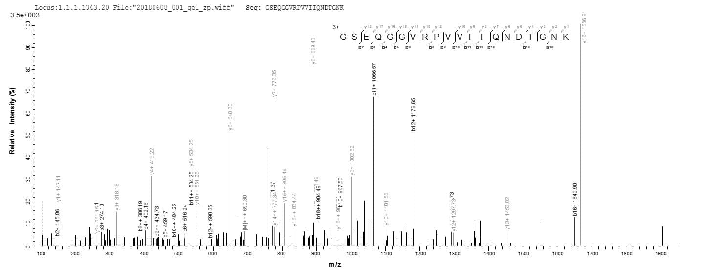 Staphylococcus epidermidis mazF Protein (Recombinant 6His, N-terminus)