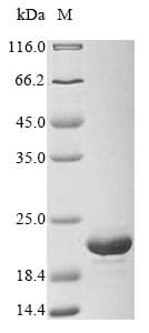 Staphylococcus epidermidis mazF Protein (Recombinant 6His, N-terminus)