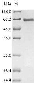 Human SRF / Serum Response Factor Protein (Recombinant 6His, N-terminus)