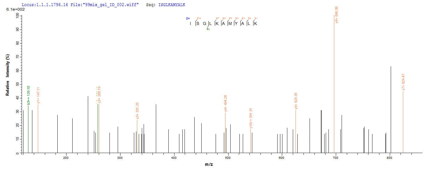 Staphylococcus aureus scn Protein (Recombinant 10His, N-terminus)