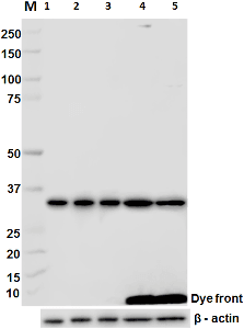 CDK1 / CDC2 Antibody (clone POH-1)