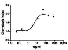 Human CCL5 / RANTES Protein (Recombinant)
