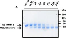 Human MMP3 Protein (Recombinant)