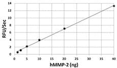 Human MMP2 Protein (Recombinant)