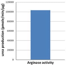 Human ARG1 / Arginase 1 Protein (Recombinant)