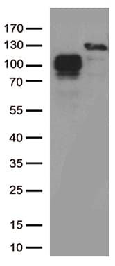 Monoclonal Mouse anti-Human CD34 Antibody (clone OTI39B1, Carrier-free, IHC, WB)