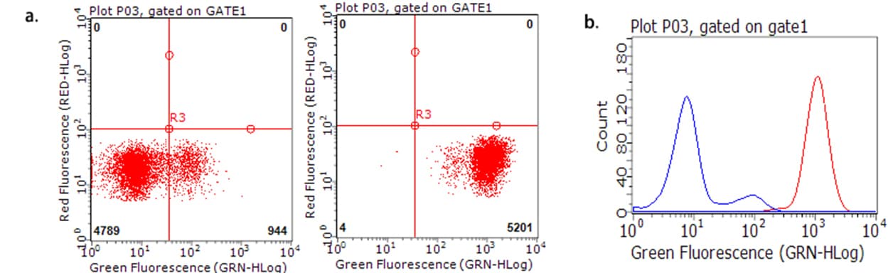 CD47 Antibody (clone B6H12, Carrier-free)