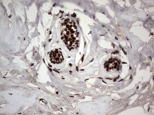 PARP1 Antibody (clone 5F1, Carrier-free)